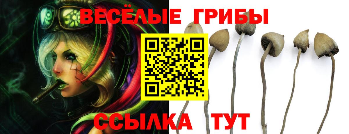 как найти   Вход с VPN  Апшеронск  Псилоцибиновые грибы Cubensis 